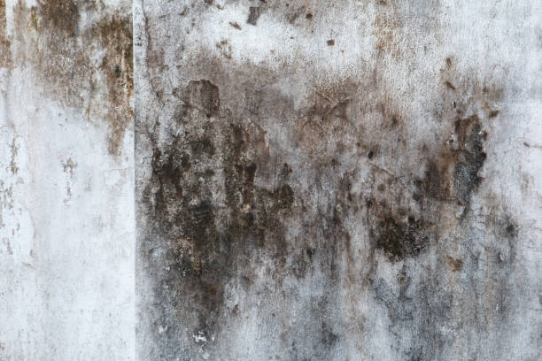 Best Post-Construction Mold Inspection  in Minor, AL