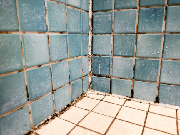 Best Basement Mold Removal  in Minor, AL